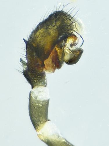Trichopterna cito